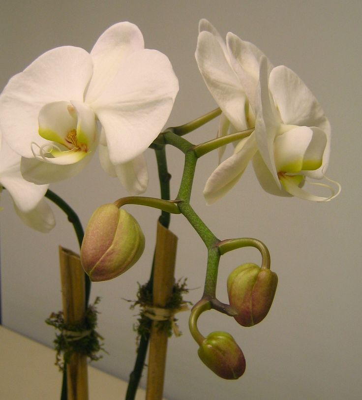 orchid care instructions beginners