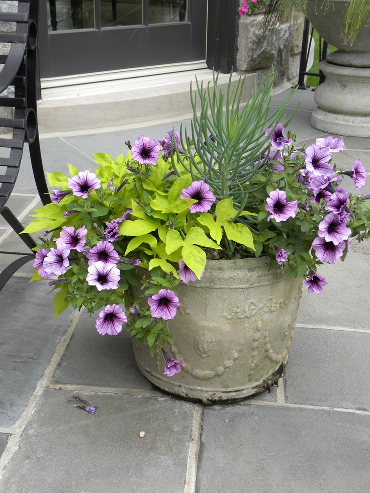 petunia seed planting instructions