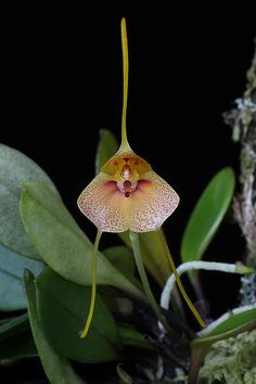 orchid care instructions beginners